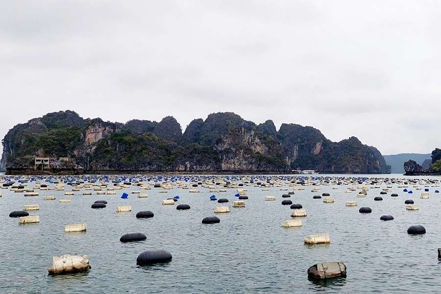 Tung Sau Pearl farm, Halong Bay -Multi country tour