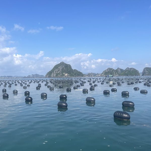 Tung Sau Pearl farm - Vietnam tour packages