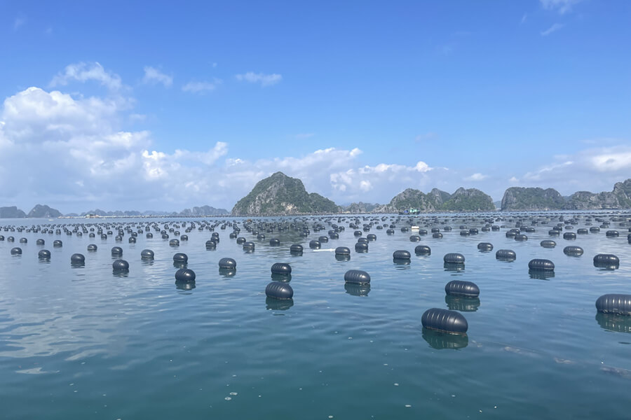 Tung Sau Pearl farm - Vietnam tour packages