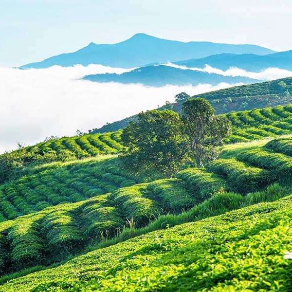 Cau Dat Farm, Dalat - Vietnam tours