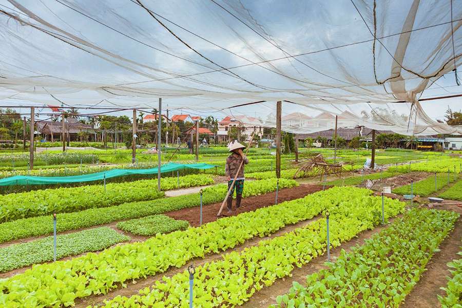 Tra Que Vegetable Village - Vietnam tour packages