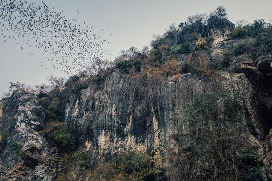 Battambang Bat Caves - Multi country tour
