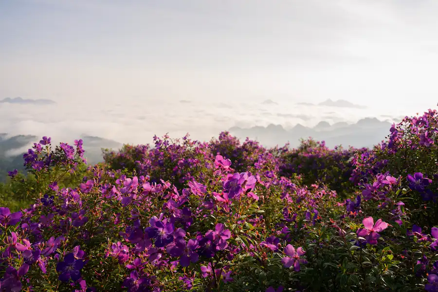 best flower season in Son La with vietnam local tour operators