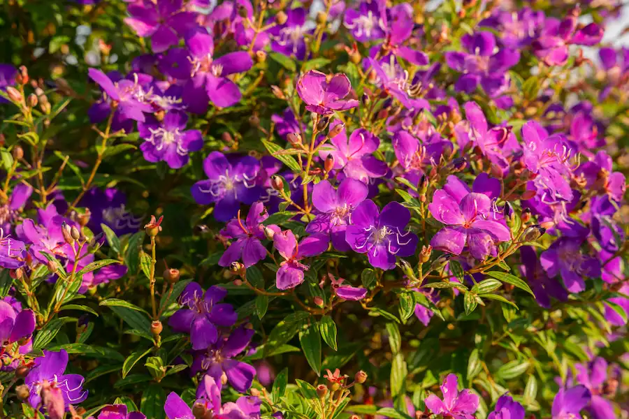 best flower season in Son La with vietnam local tour operators