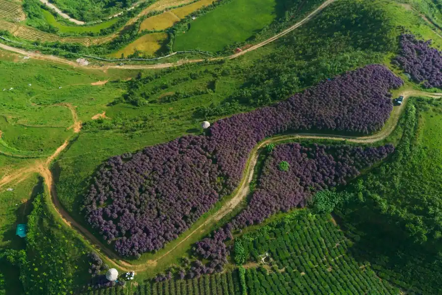 best flower season in Son La with vietnam local tour operators