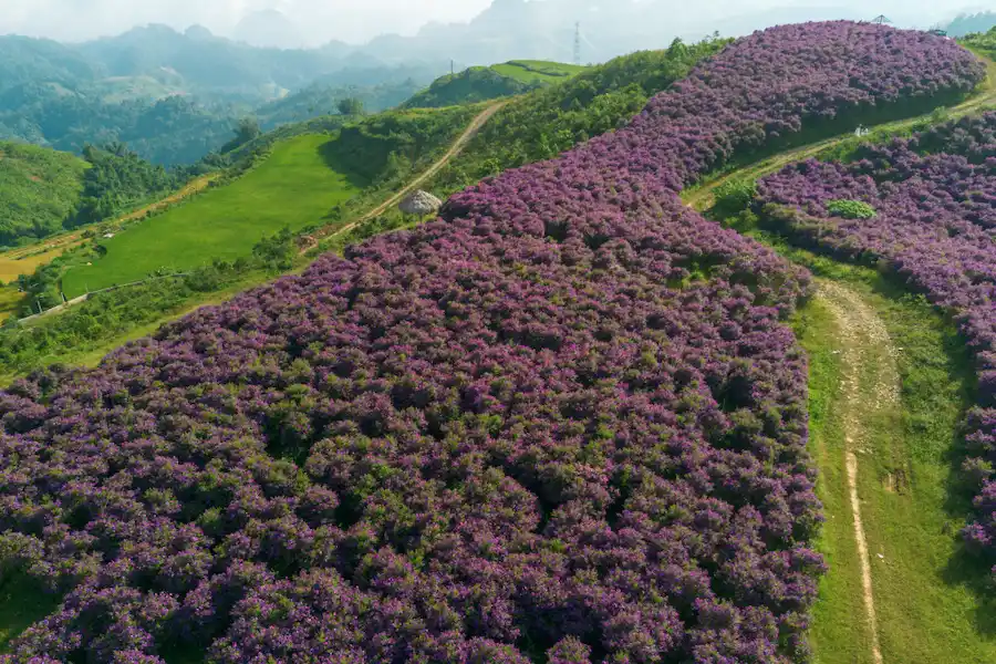 best flower season in Son La with vietnam local tour operators
