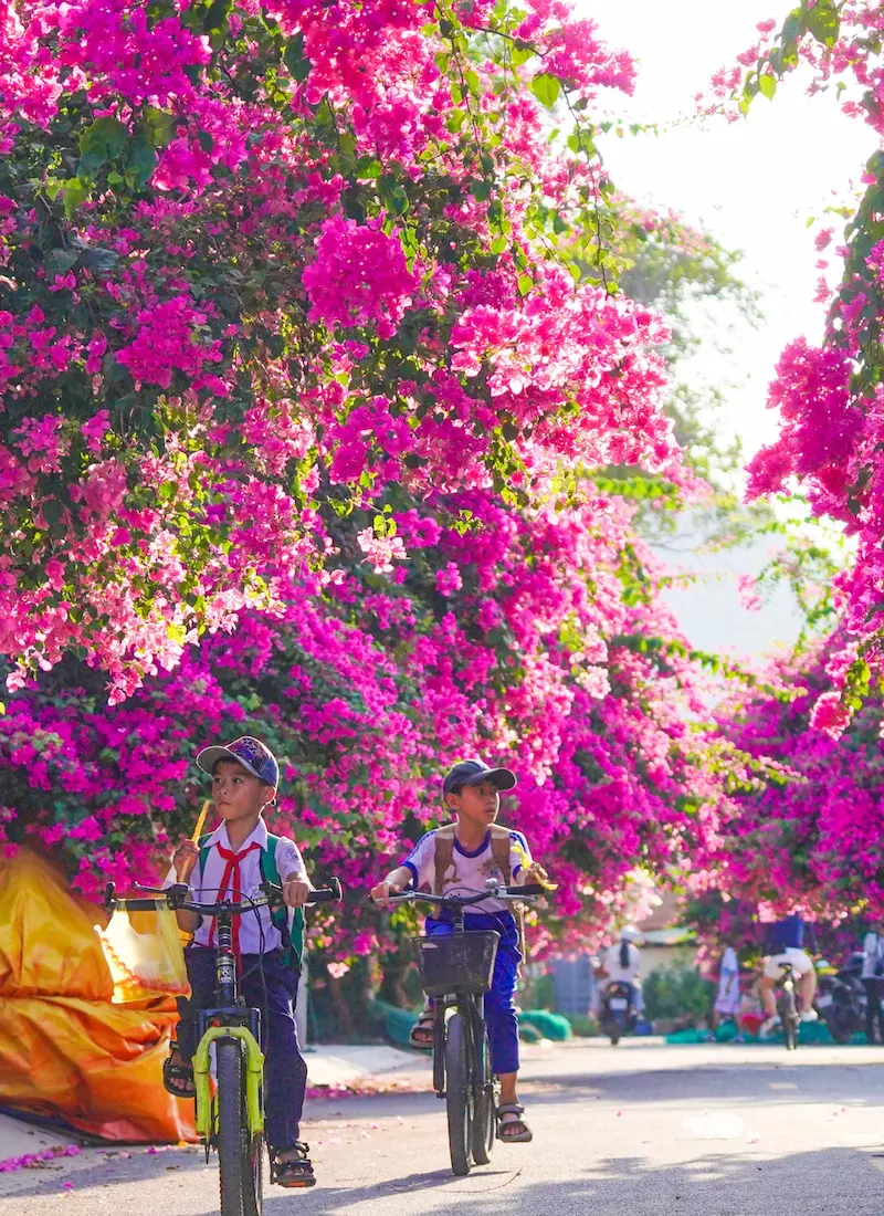 The Bougainvillea Street