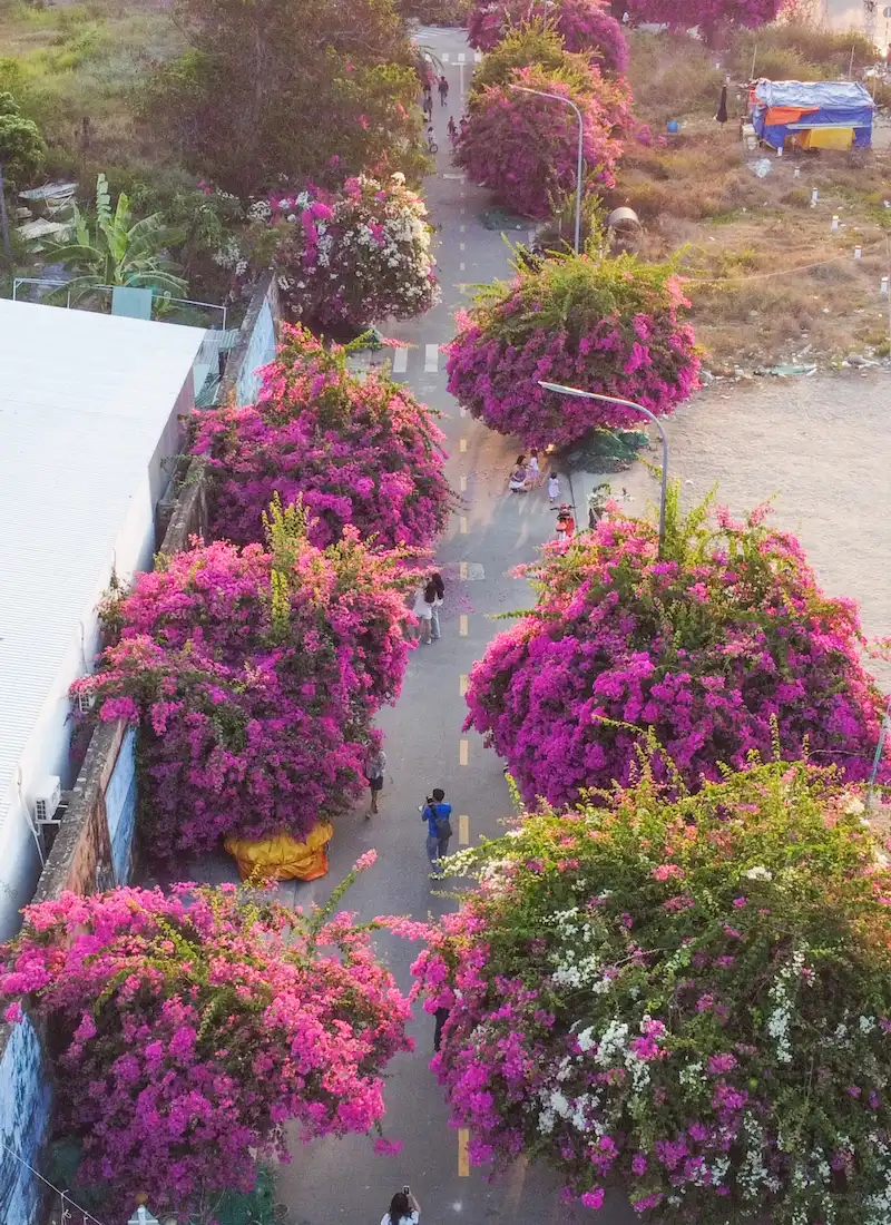 The Bougainvillea Street in Nha Trang