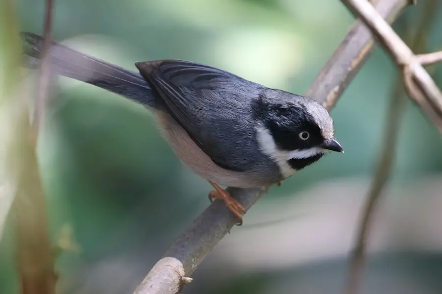 birding at bach ma national park