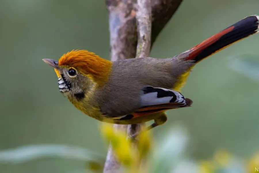 hue among the world's best places for bird watching