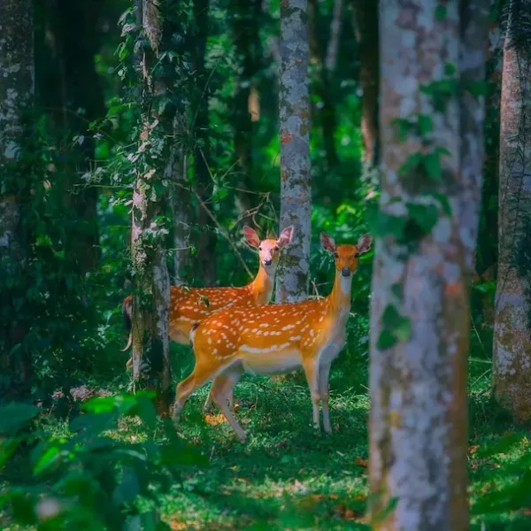 cuc phuong national park 1
